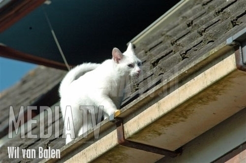 Coco geniet van de zon op het dak!