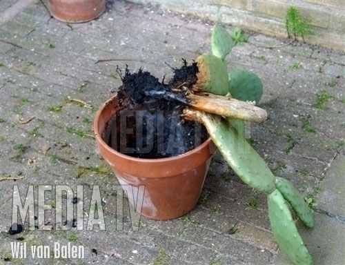 Cactus in de brand