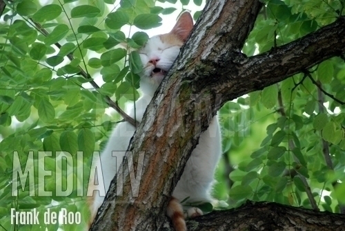 Katje uit boom gered
