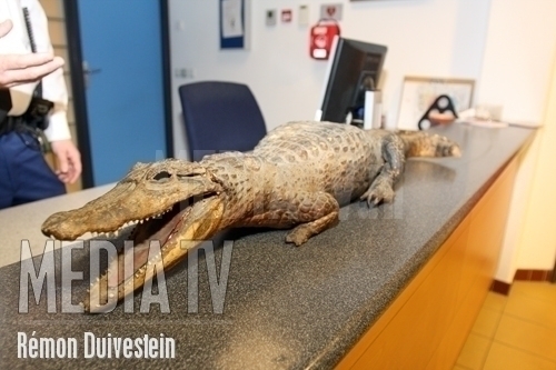 Krokodil aangetroffen op de Coolhaven