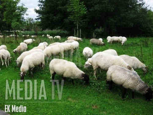 Kudde schapen valt Berkel en Rodenrijs binnen
