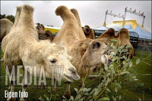 Circusmedewerker gewond na uitbraak 8 kamelen
