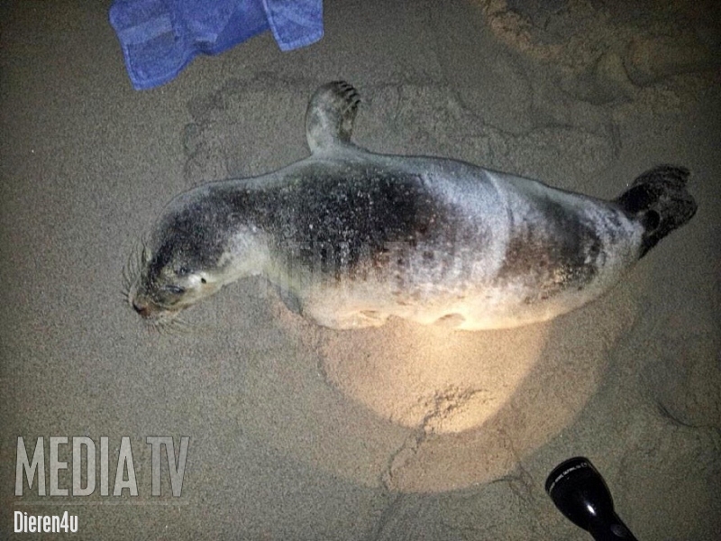 Zeehond aangetroffen op Tweede Maasvlakte