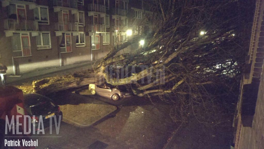 Grote boom omgevallen Oude Maasstraat Schiedam