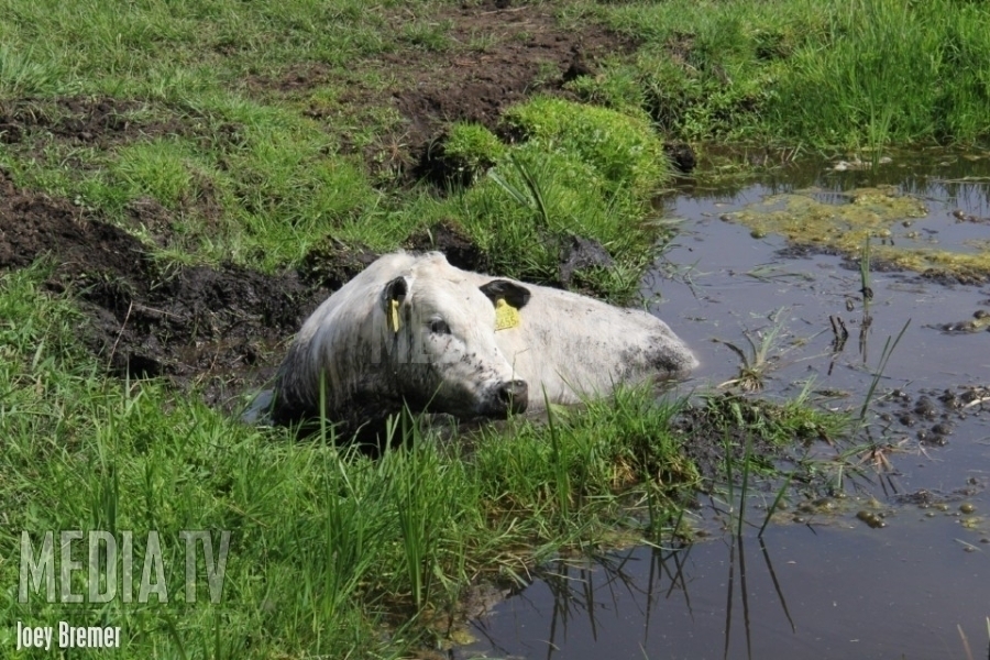 Koe zoekt afkoeling in sloot Breeweg Vlaardingen