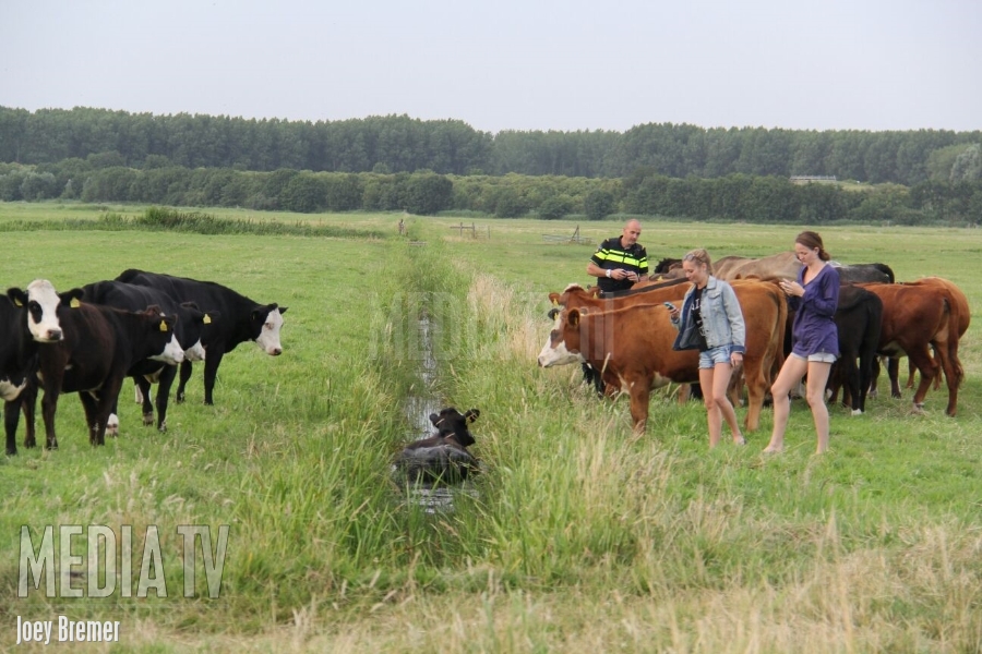 Boer redt koe uit de sloot Broekpolderweg Vlaardingen