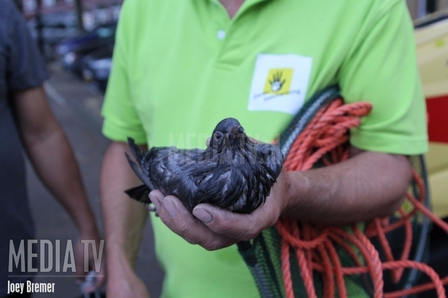 Jong duifje van verdrinkingsdood gered Zaagmolenkade Rotterdam