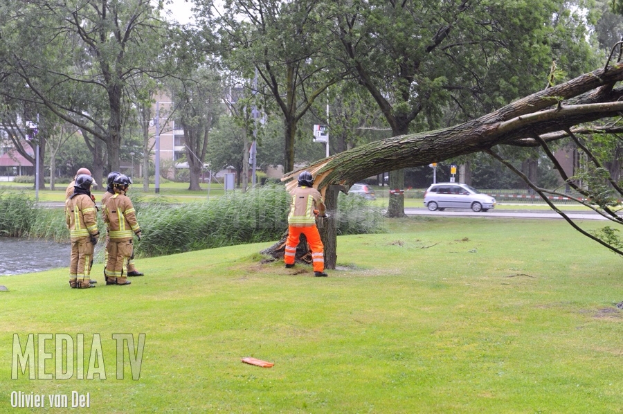 Bomen gesneuveld op Reyerdijk Rotterdam