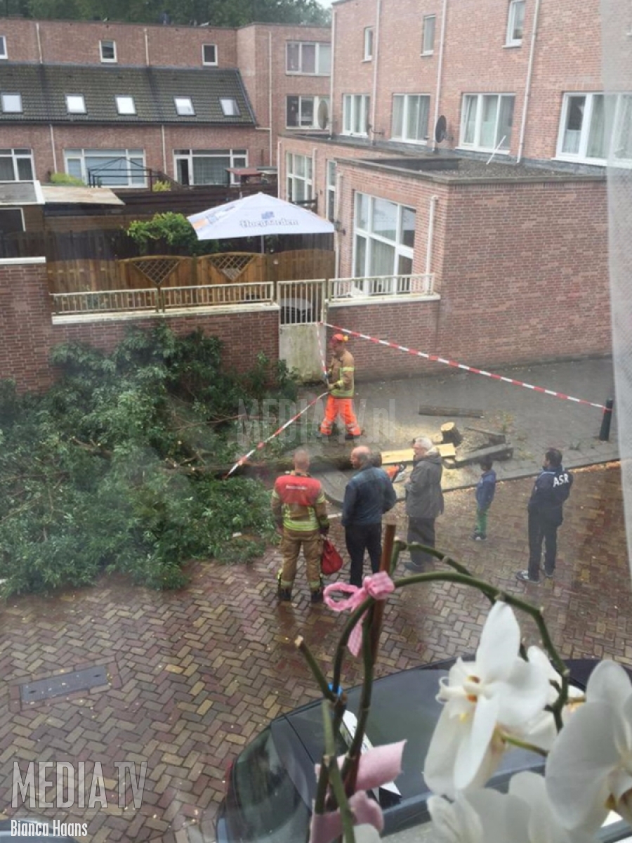 Boom uit het lood aan de Bakkerstraat Rotterdam