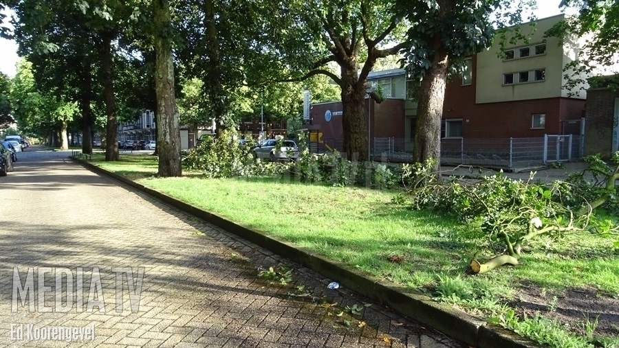 Bomen in Warande Schiedam hebben het zwaar te verduren
