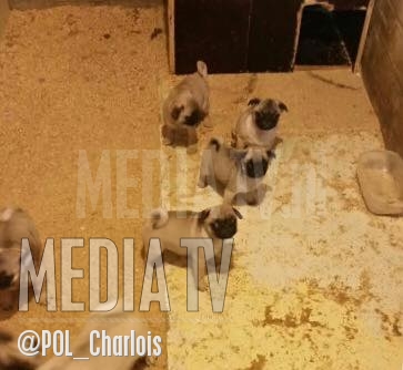 Dertien mopshond pups in bewaring genomen Slinge Rotterdam