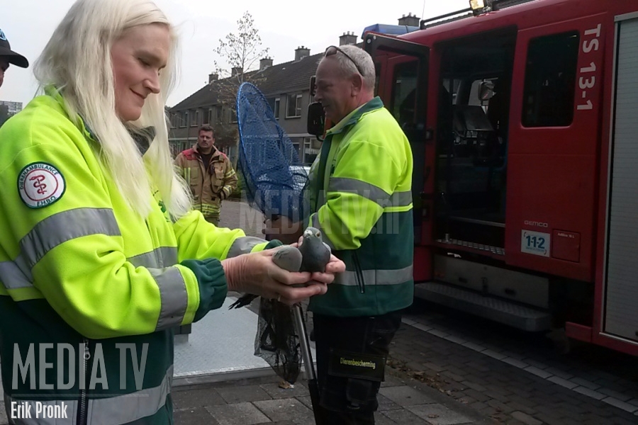 Duif gered uit ondergrondse container Aalscholverlaan Vlaardingen