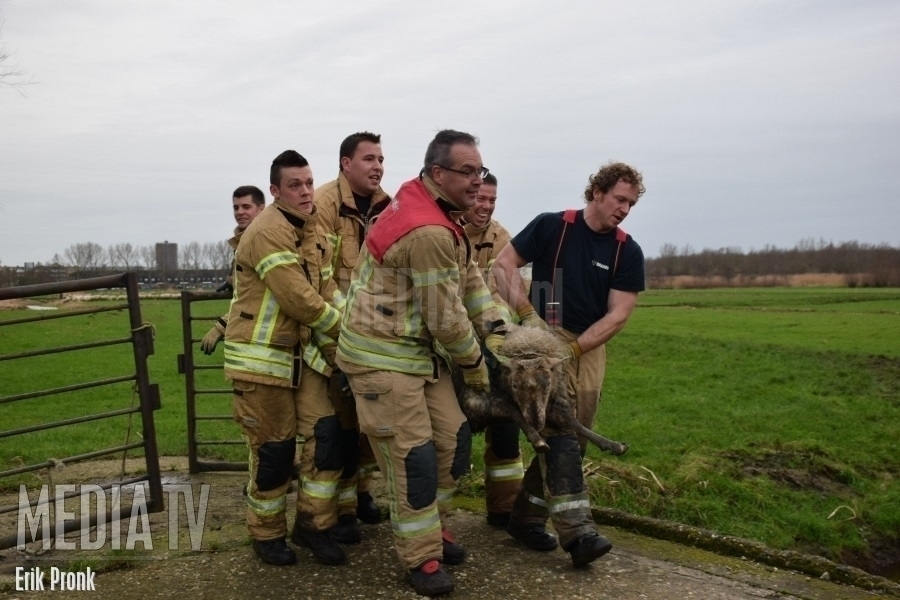 Brandweer Schiedam brengt schaap thuis na verlate "nieuwjaarsduik"