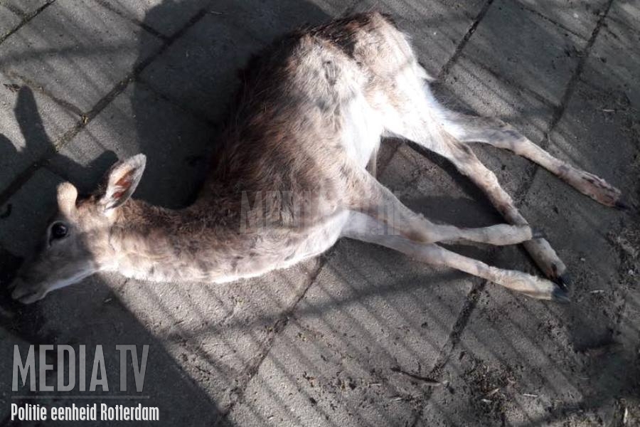 Zwaar mishandeld hertje aangetroffen Carnissesingel Rotterdam