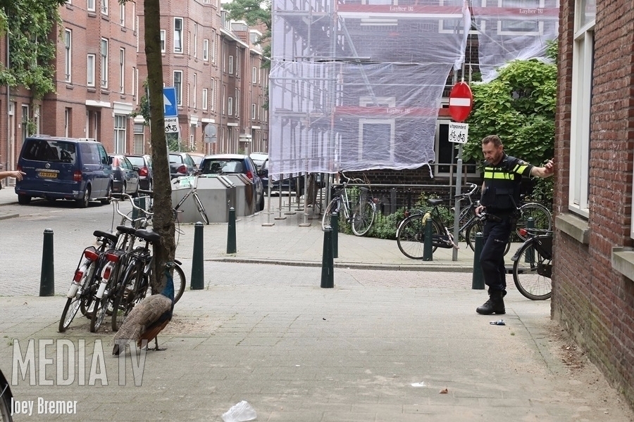 Burgers en politie op pauwenjacht in Jagthuisstraat Rotterdam (video)