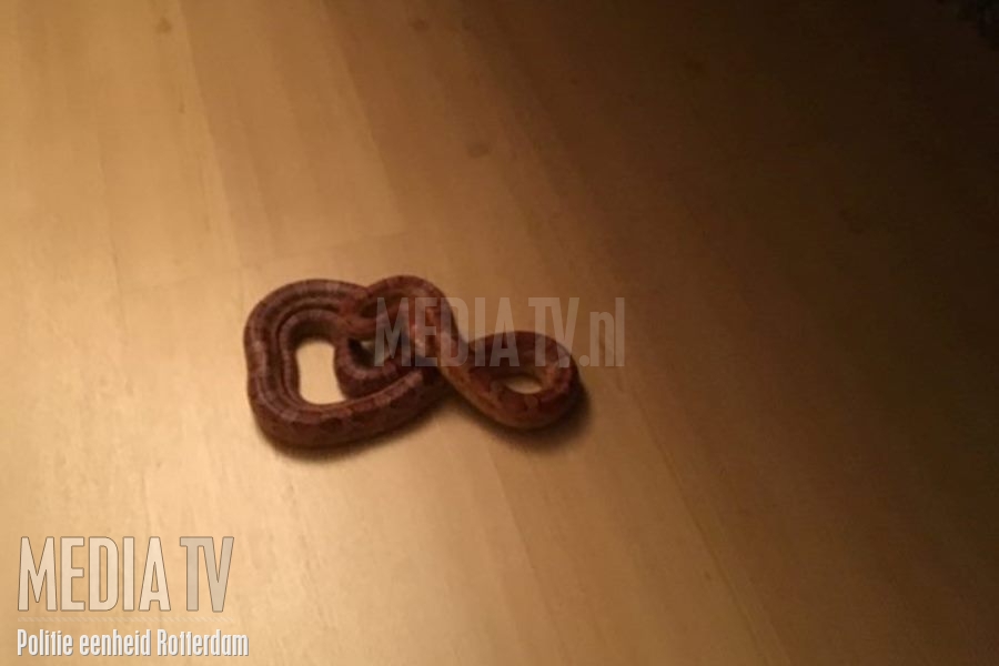 Ontsnapte slang kruipt bij benedenbuurman in huis Suiestraat Rotterdam