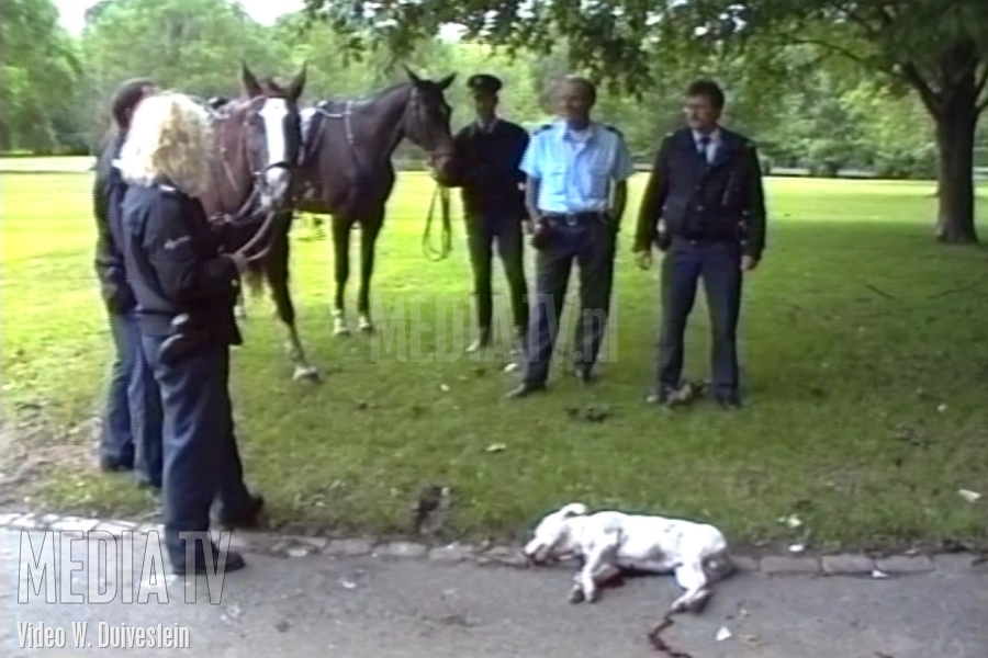 MediaTV Classics (1994) Politie schiet doorgedraaide pitbull dood in park bij de Euromast (video)
