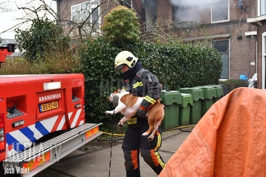 Hond bevrijd uit oud pand na brand Hoge Rijndijk Zoeterwoude