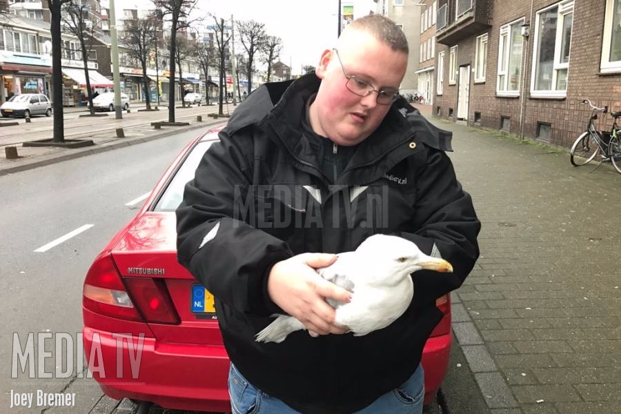 Vogel "Henk" vliegt tegen tram en raakt gewond Schiedamseweg Rotterdam