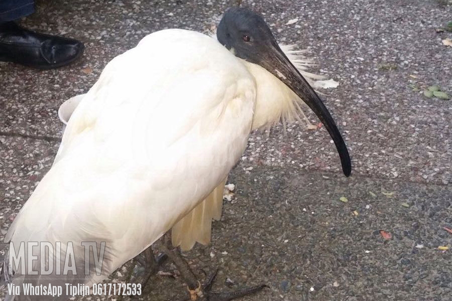 Ontsnapte ibis uit Blijdorp gevonden in Hoogvliet