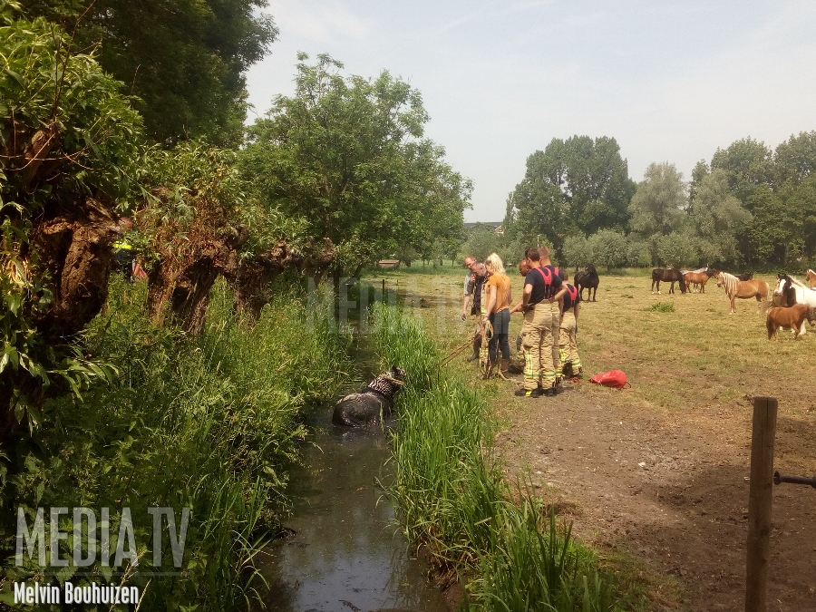 Brandweer redt pony uit water Joppelaan Schiedam