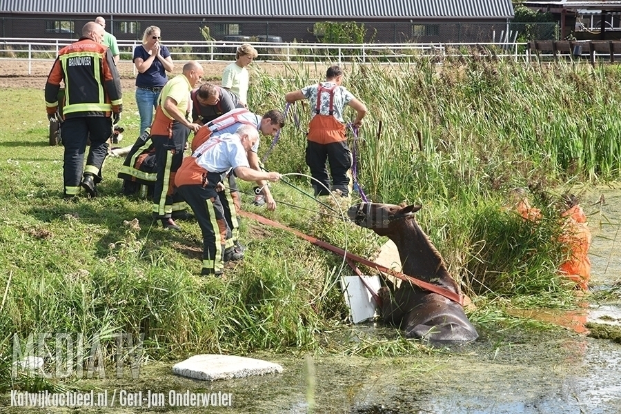 Paard met kraan uit het water gehaald Zwarteweg Noordwijk