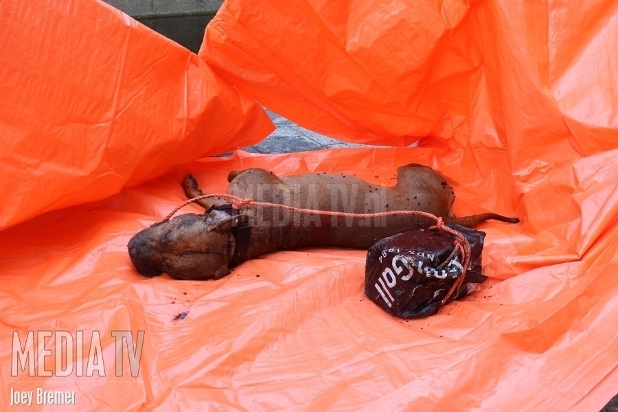Dode hond met steen om nek gevonden in water Stokviskade Rotterdam