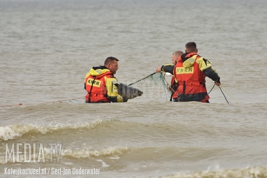 KNRM Katwijk bevrijdt zeehond uit net