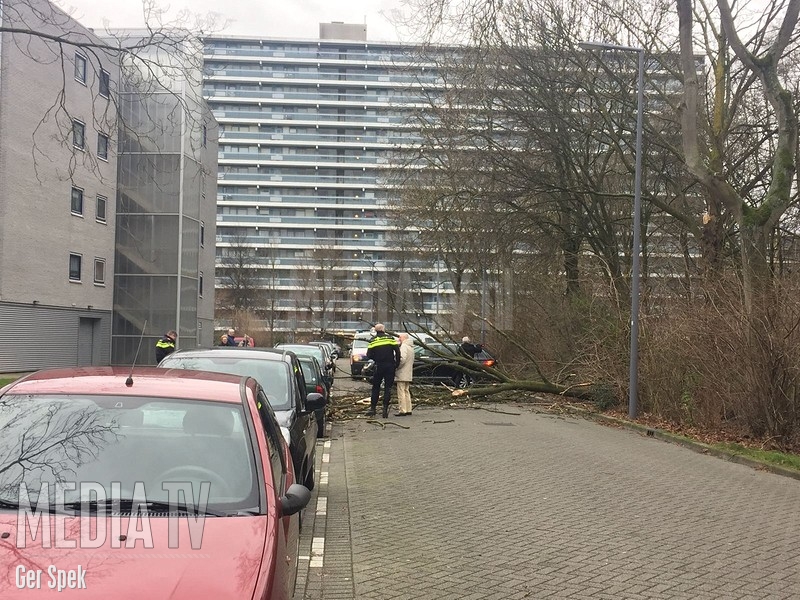 Boom waait op auto Sinclair Lewisplaats Rotterdam