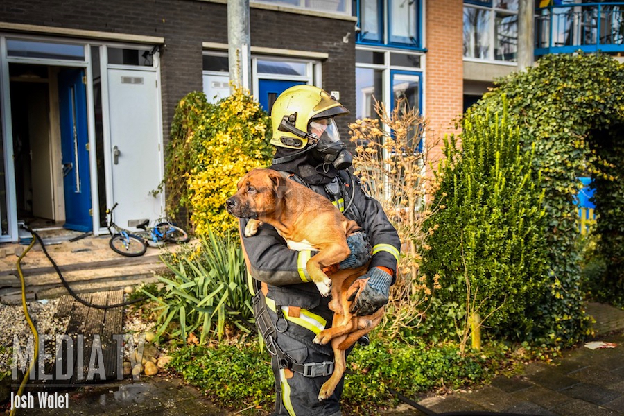 Brandweer redt hond uit brandende woning Boskoop