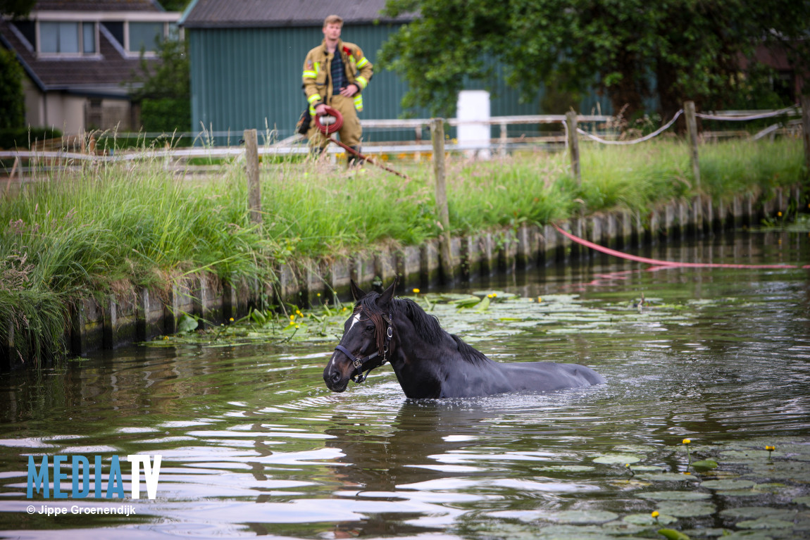 Brandweer uren bezig met paard te water Noordeindseweg Berkel en Rodenrijs