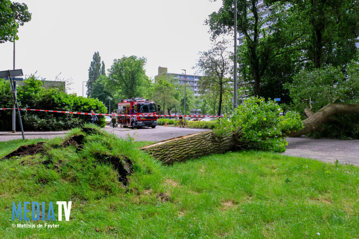 Grote boom valt om, auto loopt schade op Marshallweg Rotterdam