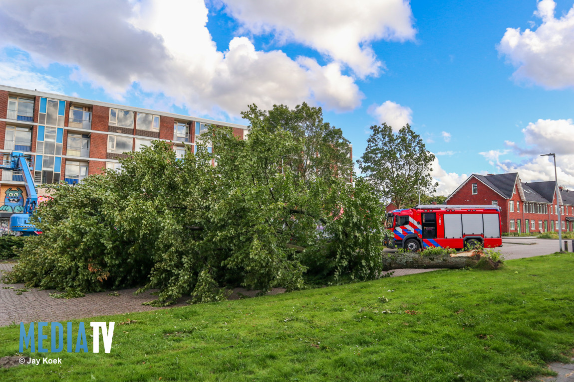 Boom omgewaaid door harde wind Reviusplein Maassluis