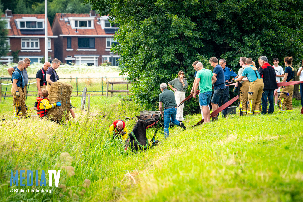 Brandweer uren lang bezig met paard in sloot Dordtsestraatweg Barendrecht