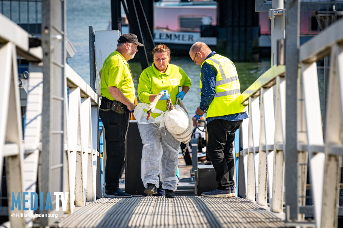 Zwanen besmeurd na lekkage 200 liter olie 2e Werkhaven Botlek Rotterdam