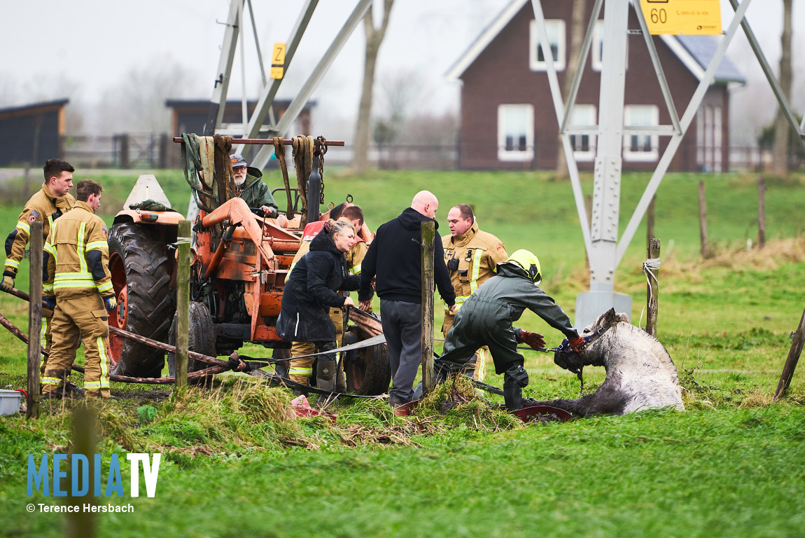 Paard uit sloot gered Moerseweg Abbenbroek