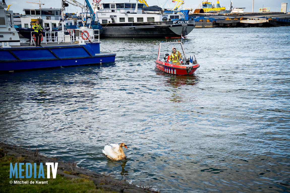 Besmeurde zwaan houdt hulpdiensten druk bezig Waalhaven Rotterdam