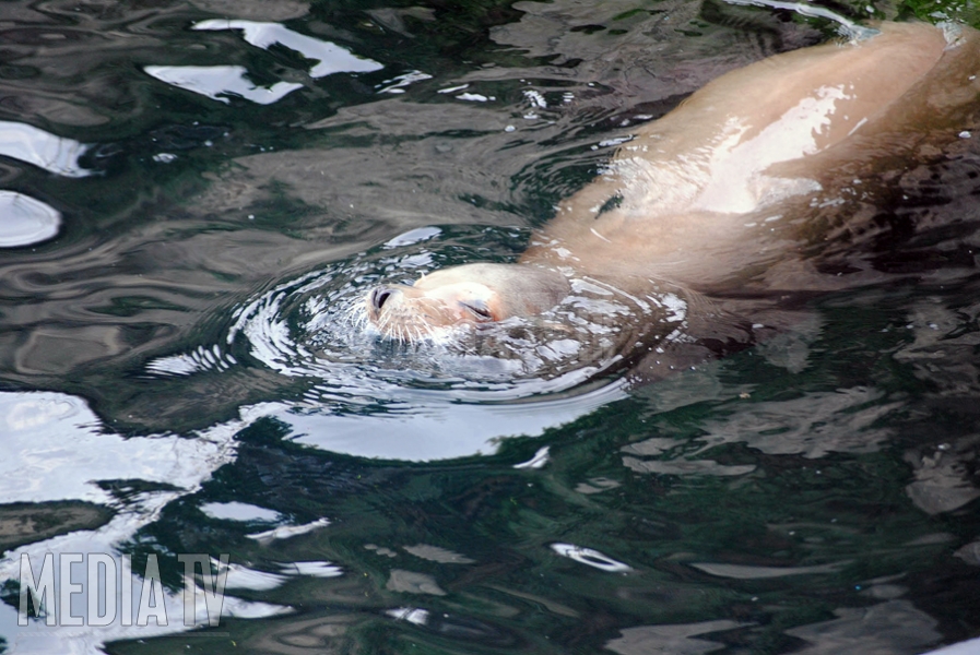 Nog geen zeehondengriep in Zuidhollandse wateren